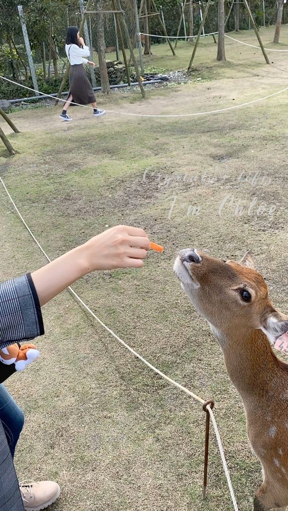 【宜蘭景點】斑比山丘｜台版奈良零距離與梅花鹿互動